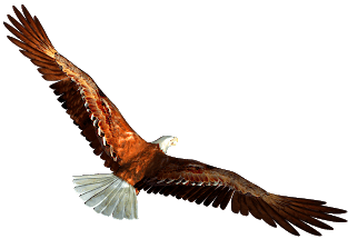 Soar Credit Repair Services