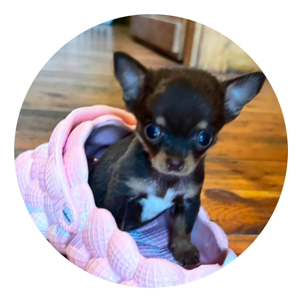 Tammy’s Chihuahuas