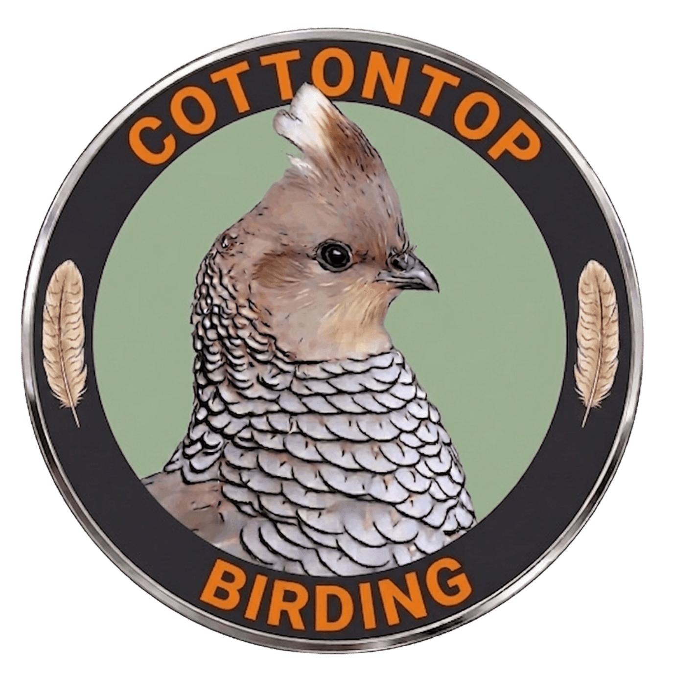 Cottontop Birding