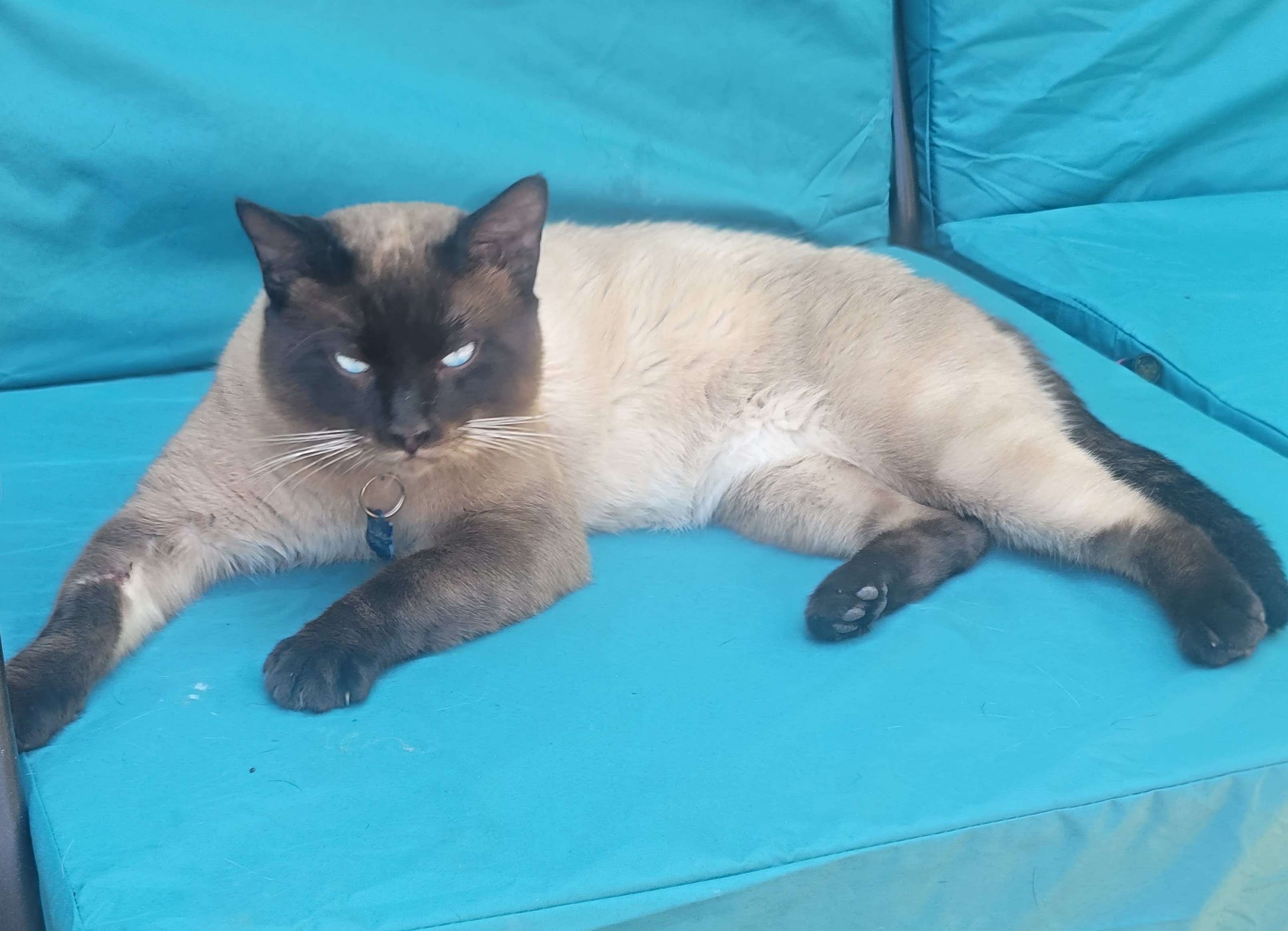 Gotherway Cattery