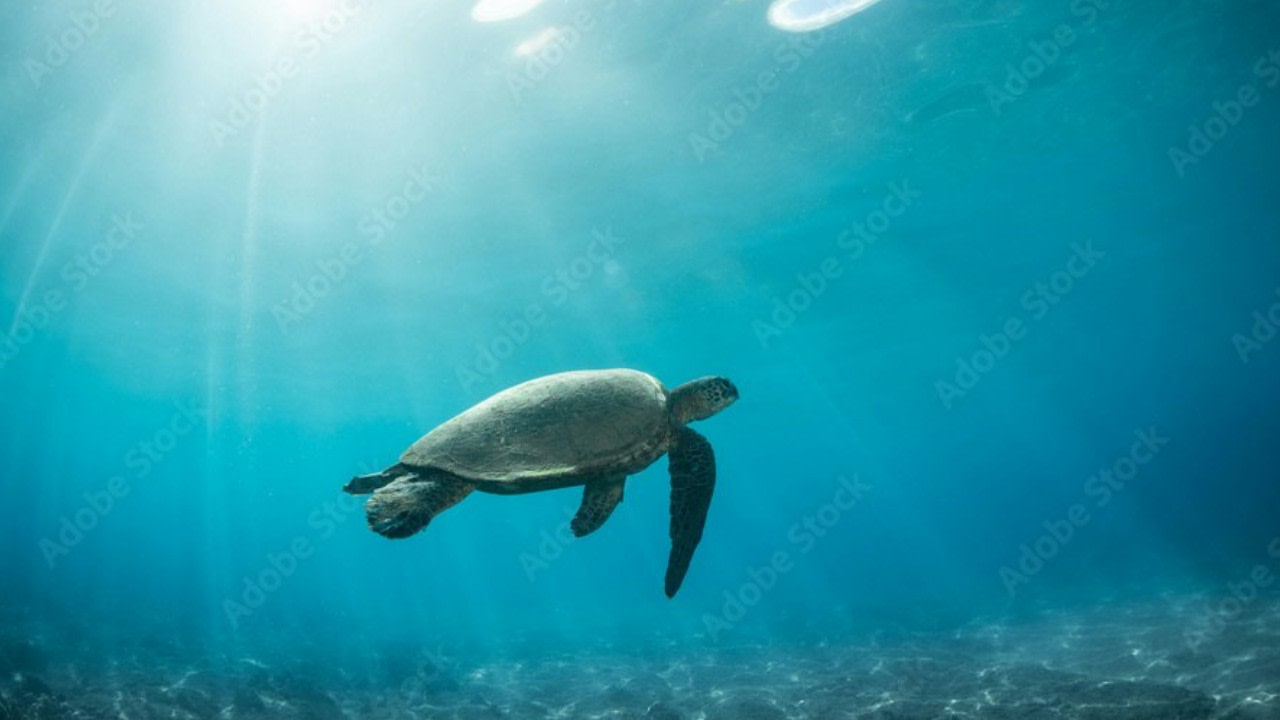 Sea turtle (Honu) floating above Maui reef