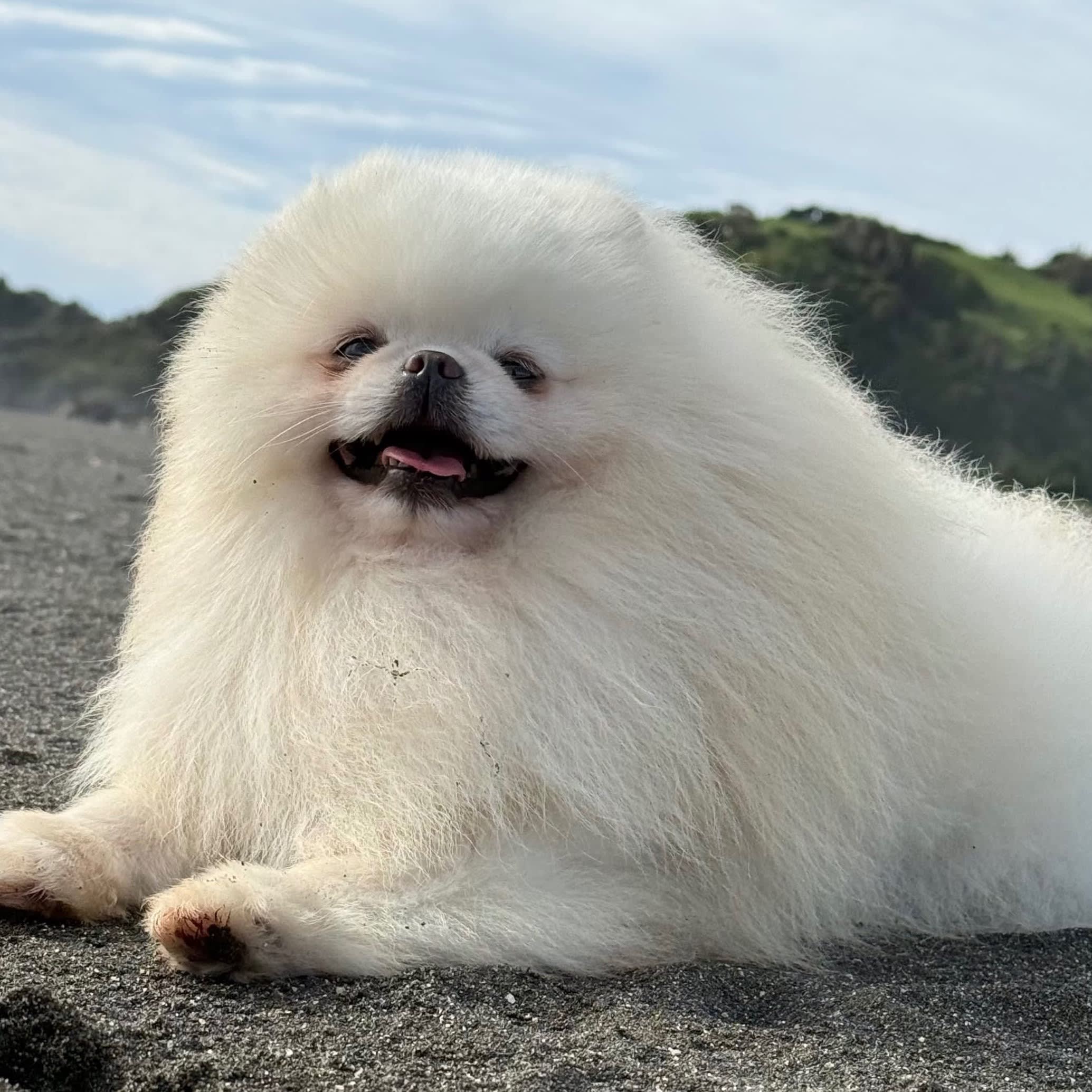 Fluffy white dog resting on dark gravel with green hills behind.
